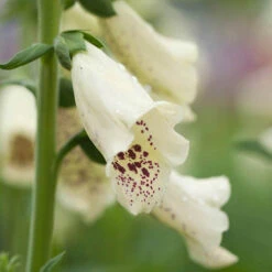 Foxglove Dalmatian Mix 5 Foxglove Dalmatian Mix -You Garden 410119 2