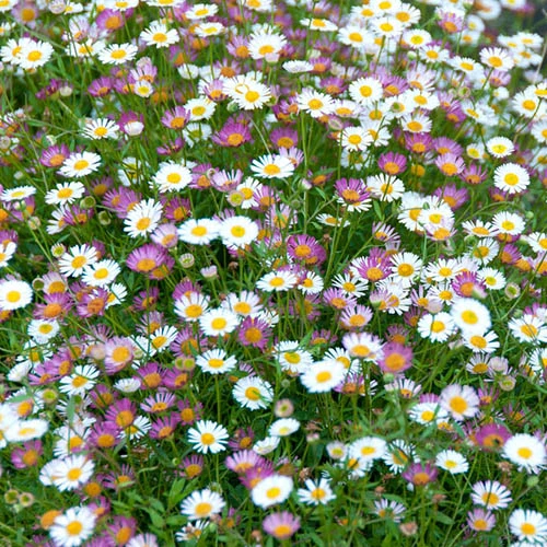 Erigeron Sea Of Blossom 1 Erigeron Sea Of Blossom