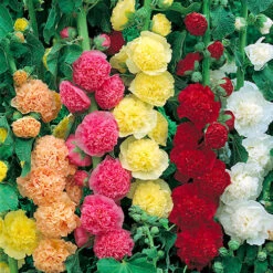 Hollyhock Chater Mix