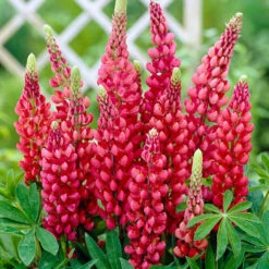 Lupin Gallery Mix 7 Lupin Gallery Mix -You Garden 410123 2