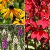 Garden Ready Perennial Bundle