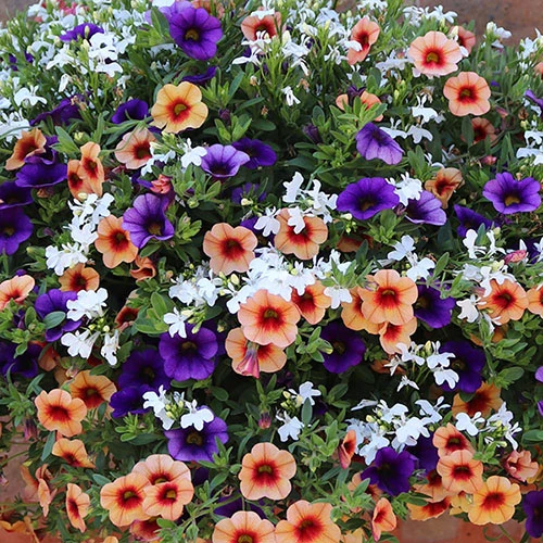 'Fruit Salad' Pre-Planted Basket 2 'Fruit Salad' Pre-Planted Basket - Image 2