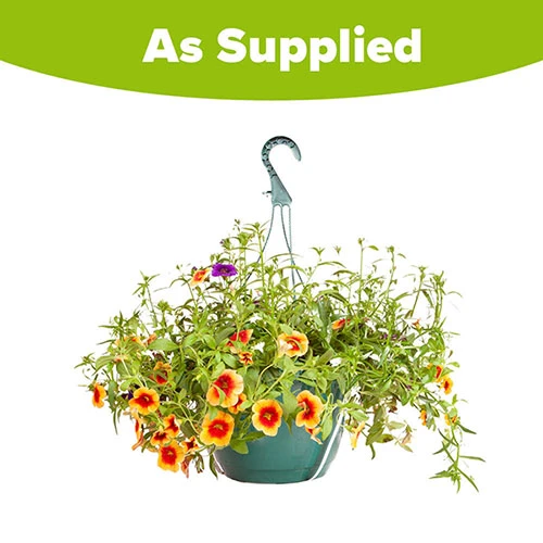 'Fruit Salad' Pre-Planted Basket 4 'Fruit Salad' Pre-Planted Basket - Image 4