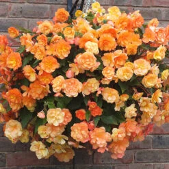 'Apricot Shades' Preplanted Basket 10 'Apricot Shades' Preplanted Basket -You Garden 450042 4
