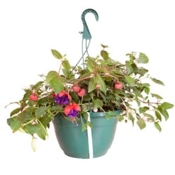 Pre-planted Basket Jumbo Fuchsia Mixed 5 Pre-planted Basket Jumbo Fuchsia Mixed -You Garden 450058 2