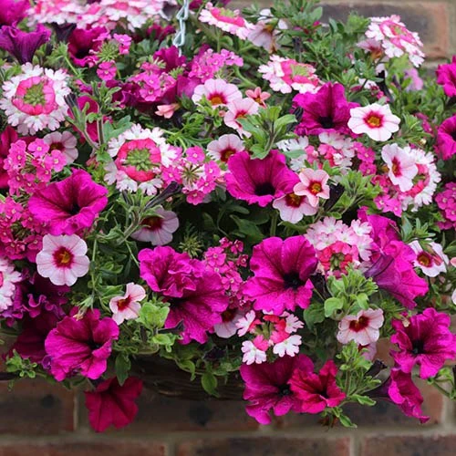 'Eton Mess' Pre-Planted Basket 2 'Eton Mess' Pre-Planted Basket - Image 2