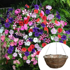 Premium Pre-planted Petunia Union Jack Rattan Basket