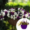 Preplanted 'Cool Wave Berries & Cream' Hanging Basket