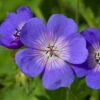 Hardy Geranium 'Rozanne' - RHS Plant Of The Centenary