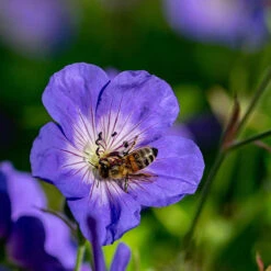 Hardy Geranium 'Rozanne' - RHS Plant Of The Centenary 8 Hardy Geranium 'Rozanne' - RHS Plant Of The Centenary -You Garden 480120 2