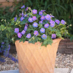 Hardy Geranium 'Rozanne' - RHS Plant Of The Centenary 9 Hardy Geranium 'Rozanne' - RHS Plant Of The Centenary -You Garden 480120 3