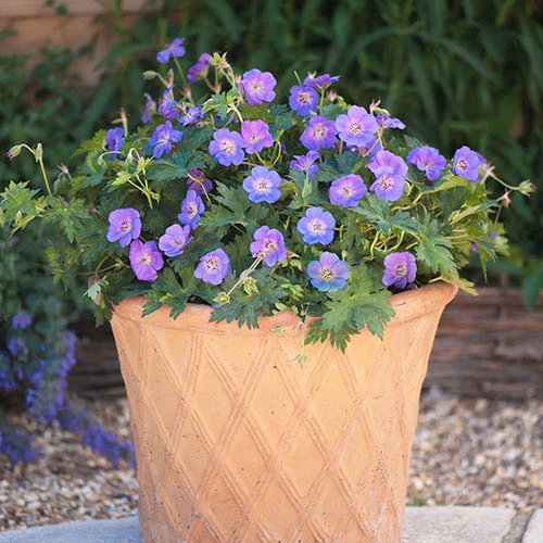 Hardy Geranium 'Rozanne' - RHS Plant Of The Centenary 4 Hardy Geranium 'Rozanne' - RHS Plant Of The Centenary - Image 4