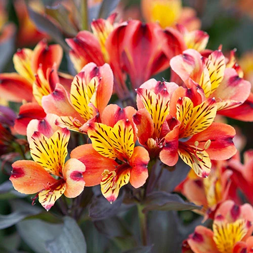 Hardy Alstroemeria 'Indian Summer' 1 Hardy Alstroemeria 'Indian Summer'