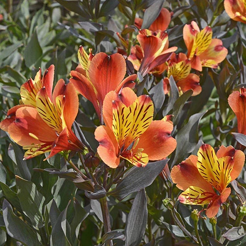 Hardy Alstroemeria 'Indian Summer' 2 Hardy Alstroemeria 'Indian Summer' - Image 2