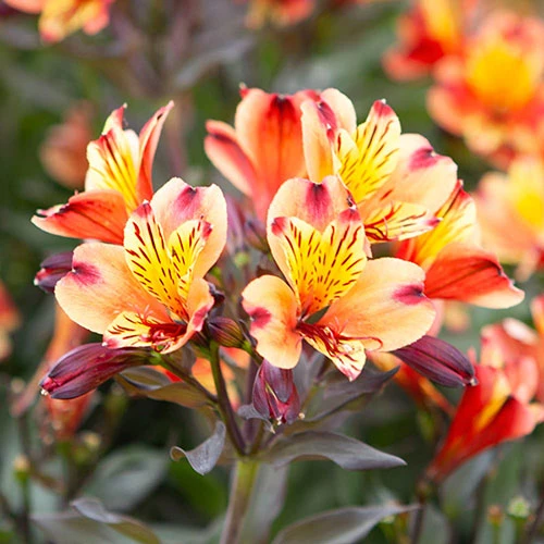Hardy Alstroemeria 'Indian Summer' 4 Hardy Alstroemeria 'Indian Summer' - Image 4
