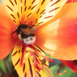 Hardy Alstroemeria 'Indian Summer' 11 Hardy Alstroemeria 'Indian Summer' -You Garden 480255 4