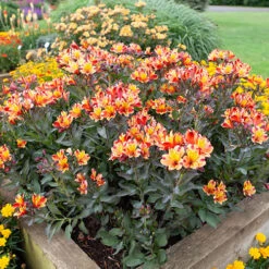 Hardy Alstroemeria 'Indian Summer' 12 Hardy Alstroemeria 'Indian Summer' -You Garden 480255 5
