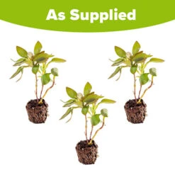 Hardy Alstroemeria 'Indian Summer' 13 Hardy Alstroemeria 'Indian Summer' -You Garden 480255 6