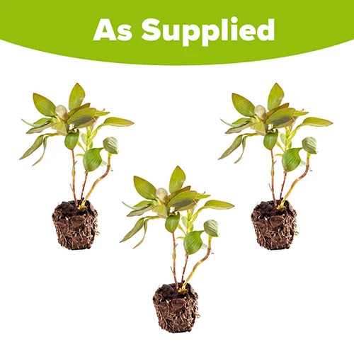 Hardy Alstroemeria 'Indian Summer' 7 Hardy Alstroemeria 'Indian Summer' - Image 7