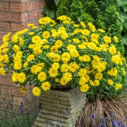 Power Daisy Collection -You Garden 480393 2