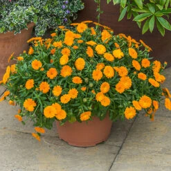 Power Daisy Collection -You Garden 480393 3