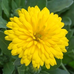 Power Daisy Collection -You Garden 480393 4