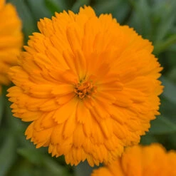 Power Daisy Collection -You Garden 480393 5