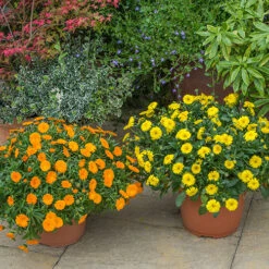 Power Daisy Collection -You Garden 480393 7