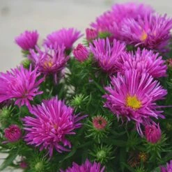 Aster Dumosus 'Autumn Jewels' -You Garden 480451 2