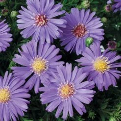 Aster Dumosus 'Autumn Jewels' -You Garden 480451 3