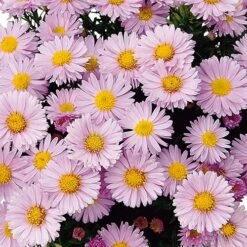 Aster Dumosus 'Autumn Jewels' -You Garden 480451 5