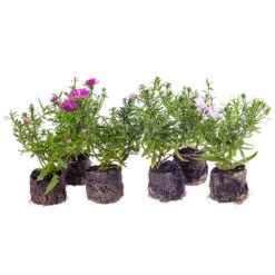 Aster Dumosus 'Autumn Jewels' -You Garden 480451 8