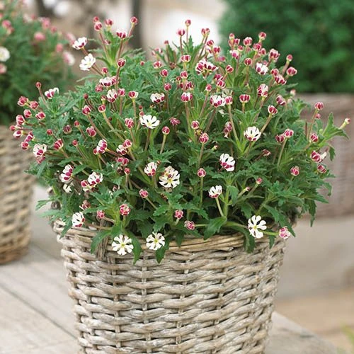 Scented Night Phlox Zaluzianskya Ovata 2 Scented Night Phlox Zaluzianskya Ovata - Image 2