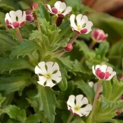 Scented Night Phlox Zaluzianskya Ovata 8 Scented Night Phlox Zaluzianskya Ovata -You Garden 480460 2