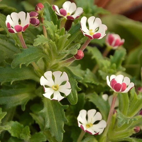 Scented Night Phlox Zaluzianskya Ovata 3 Scented Night Phlox Zaluzianskya Ovata - Image 3