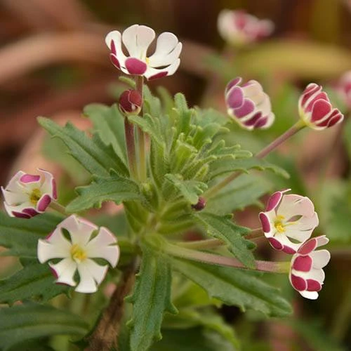 Scented Night Phlox Zaluzianskya Ovata 4 Scented Night Phlox Zaluzianskya Ovata - Image 4