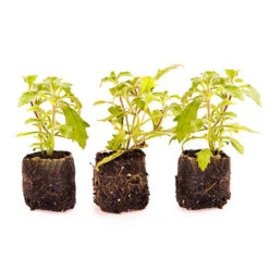 Scented Night Phlox Zaluzianskya Ovata 11 Scented Night Phlox Zaluzianskya Ovata -You Garden 480460 5