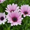 Hardy Osteospermum 'Sennen Sunrise'