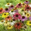 Echinacea 'Cheyenne Spirit'