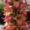 Foxglove Digitalis 'Illumination Flame'