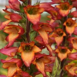 Foxglove Digitalis 'Illumination Flame' -You Garden 480579 2