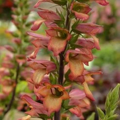 Foxglove Digitalis 'Illumination Flame' -You Garden 480579 3