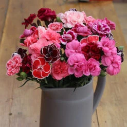 Pinks Garden Pleasure Collection 16 Pinks Garden Pleasure Collection -You Garden 480687 7