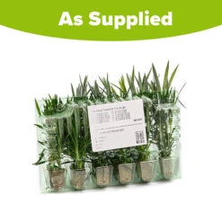 Pinks Garden Pleasure Collection 17 Pinks Garden Pleasure Collection -You Garden 480687 8