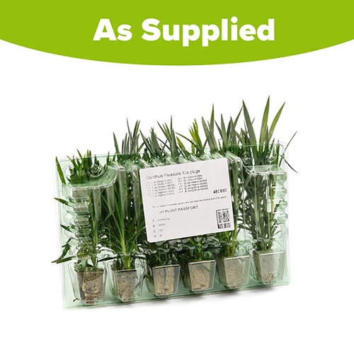 Pinks Garden Pleasure Collection 9 Pinks Garden Pleasure Collection - Image 9