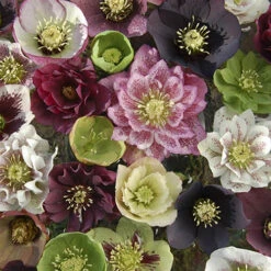 Hellebore 'Double Queen' Mix -You Garden 480728 2