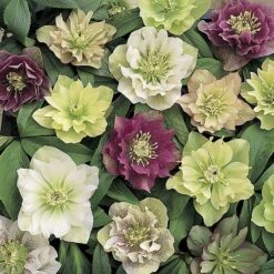 Hellebore 'Double Queen' Mix -You Garden 480728 4