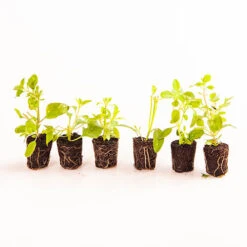 Chocolate Cosmos Collection 5 Chocolate Cosmos Collection -You Garden 480735 2