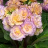 Primula 'Pretty Polly Blushing Peach'