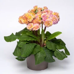 Primula 'Pretty Polly Blushing Peach' -You Garden 480866 2